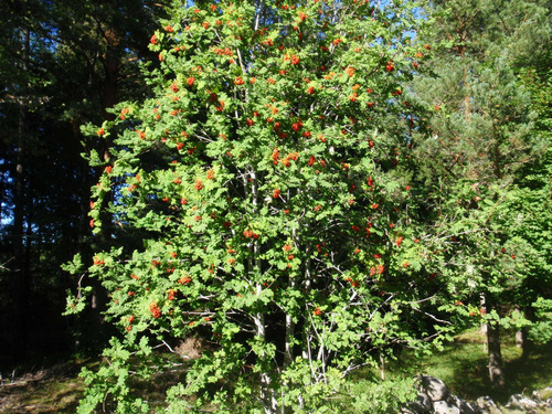 A Sumac looking tree with Red Berry clusters.